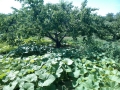 IMG_20150702_111304 (Large)